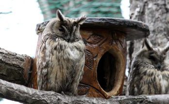 Az erdei fülesbagoly (Asio otus) megjelenése, életmódja, szaporodása