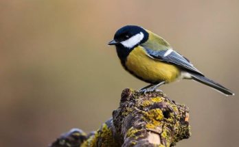 Széncinege (Parus major) megjelenése, életmódja, szaporodása