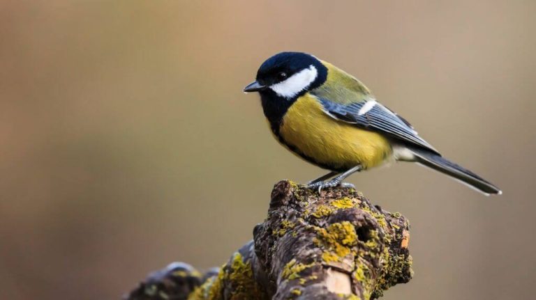 A széncinege (Parus major) hangja