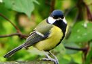 Széncinege (Parus major) megjelenése, életmódja, szaporodása