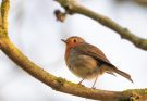 A vörösbegy (Erithacus rubecula) megjelenése, életmódja, szaporodása