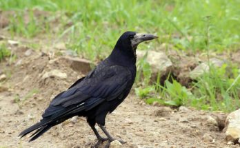 A vetési varjú (Corvus frugilegus) megjelenése, életmódja, szaporodása