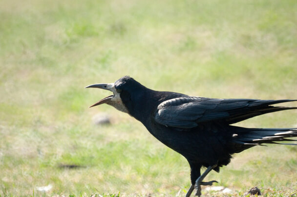 A vetési varjú (Corvus frugilegus) megjelenése, életmódja, szaporodása