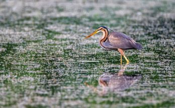 A vörös gém (Ardea purpurea) megjelenése, életmódja, szaporodása