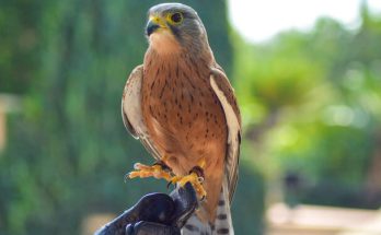 A vörös vércse (Falco tinnunculus) megjelenése, életmódja, szaporodása