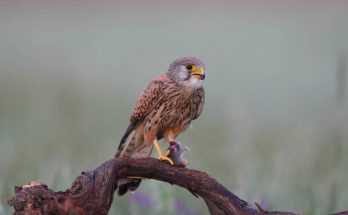 A vörös vércse (Falco tinnunculus) megjelenése, életmódja, szaporodása