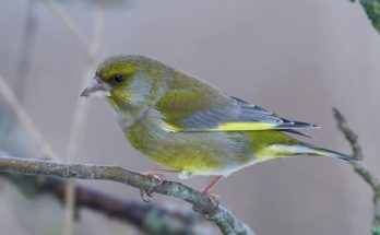 A zöldike (Chloris chloris) - Egy színpompás madárfajta