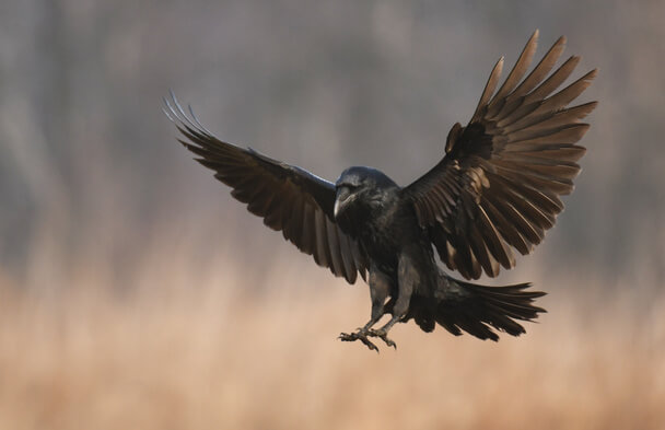 A dolmányos varjú, szürke varjú (Corvus cornix) megjelenése, életmódja, szaporodása