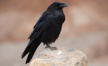 A dolmányos varjú, szürke varjú (Corvus cornix) megjelenése, életmódja, szaporodása