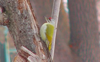 A hamvas küllő vagy szürke küllő (Picus canus) hangja