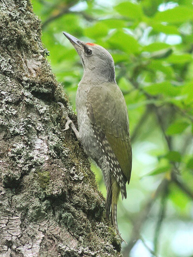 A hamvas küllő vagy szürke küllő (Picus canus) megjelenése, életmódja, szaporodása