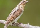 A nyaktekercs (Jynx torquilla) megjelenése, életmódja, szaporodása