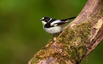 Az örvös légykapó (Ficedula albicollis) megjelenése, életmódja, szaporodása