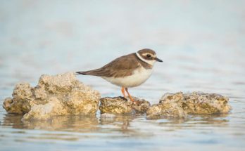 A parti lile (Charadrius hiaticula) megjelenése, életmódja, szaporodása