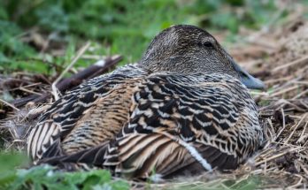 A pehelyréce (Somateria mollissima) megjelenése, életmódja, szaporodása