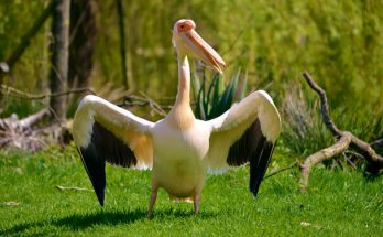 A rózsás gödény, más néven rózsás pelikán (Pelecanus onocrotalus) megjelenése, életmódja, szaporodása