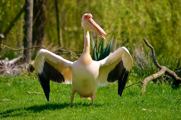 A rózsás gödény, más néven rózsás pelikán (Pelecanus onocrotalus) megjelenése, életmódja, szaporodása