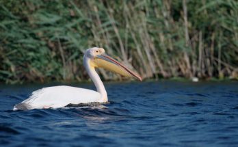 A rózsás gödény, más néven rózsás pelikán (Pelecanus onocrotalus) megjelenése, életmódja, szaporodása