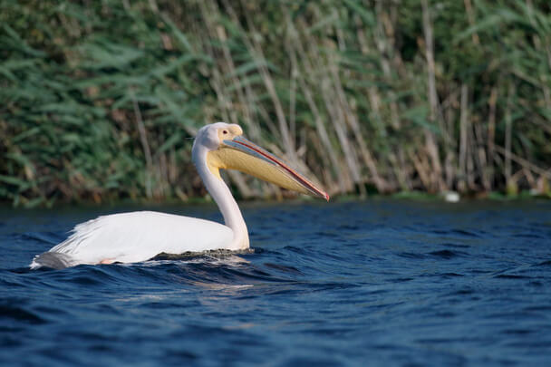 A rózsás gödény, más néven rózsás pelikán (Pelecanus onocrotalus) megjelenése, életmódja, szaporodása