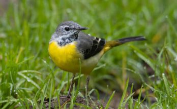 A sárga billegető (Motacilla flava) megjelenése, életmódja, szaporodása