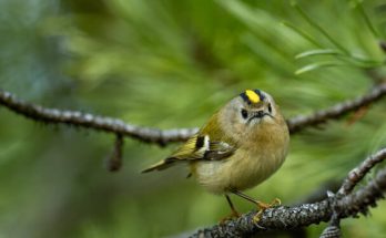 A sárgafejű királyka (Regulus regulus) megjelenése, életmódja, szaporodása