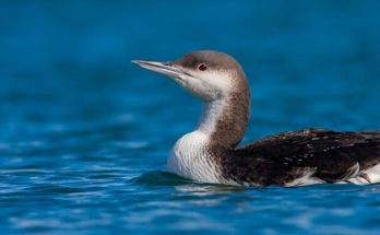 A sarki búvár (Gavia arctica) megjelenése, életmódja, szaporodása