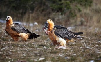 A szakállas saskeselyű (Gypaetus barbatus) megjelenése, életmódja, szaporodása