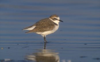 A széki lile (Charadrius alexandrinus) megjelenése, életmódja, szaporodása