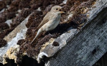 A szürke légykapó (Muscicapa striata) megjelenése, életmódja, szaporodása