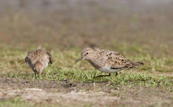 A Temminck-partfutó (Calidris temminckii) megjelenése, életmódja, szaporodása