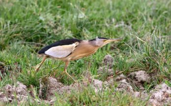 A törpe gém, más néven pocgém (Ixobrychus minutus) megjelenése, életmódja, szaporodása