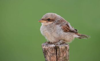 A tövisszúró gébics (Lanius collurio) megjelenése, életmódja, szaporodása