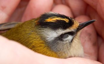 A tüzesfejű királyka (Regulus ignicapillus) megjelenése, életmódja, szaporodása