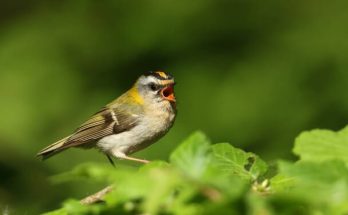 A tüzesfejű királyka (Regulus ignicapillus) megjelenése, életmódja, szaporodása