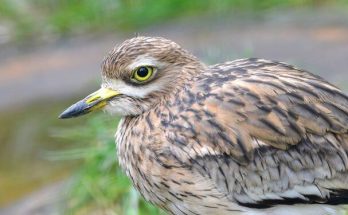 Az ugartyúk (Burhinus oedicnemus) megjelenése, életmódja, szaporodása