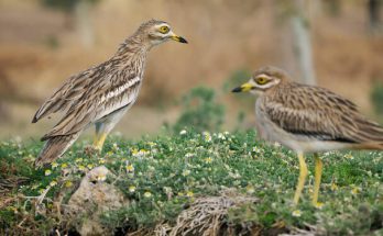 Az ugartyúk (Burhinus oedicnemus) megjelenése, életmódja, szaporodása