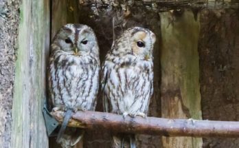 Az uráli bagoly (Strix uralensis) megjelenése, életmódja, szaporodása