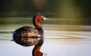 A kis vöcsök (Tachybaptus ruficollis) megjelenése, életmódja, szaporodása