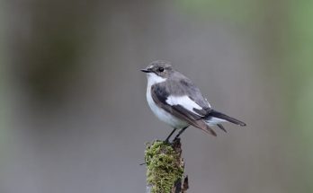 A kormos légykapó (Ficedula hypoleuca) megjelenése, életmódja, szaporodása