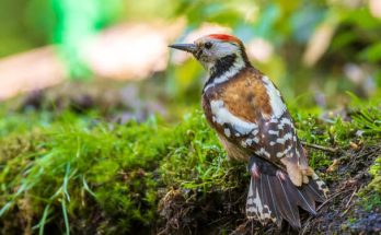 A közép fakopáncs (Dendrocoptes medius) megjelenése, életmódja, szaporodása