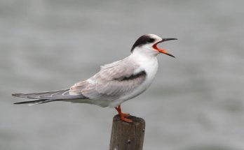 A küszvágó csér (Sterna hirundo) megjelenése, életmódja, szaporodása