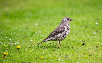 A léprigó (Turdus viscivorus) megjelenése, életmódja, szaporodása