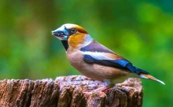 A meggyvágó (Coccothraustes coccothraustes) megjelenése, életmódja, szaporodása