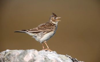 A mezei pacsirta (Alauda arvensis) megjelenése, életmódja, szaporodása