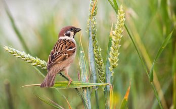 A mezei veréb (Passer montanus) megjelenése, életmódja, szaporodása