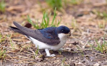 A molnárfecske (Delichon urbicum) megjelenése, életmódja, szaporodása