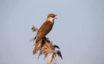 A nádirigó (Acrocephalus arundinaceus) megjelenése, életmódja, szaporodása