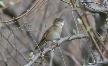 A nádi tücsökmadár (Locustella luscinioides) megjelenése, életmódja, szaporodása