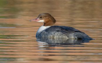 A nagy bukó (Mergus merganser) megjelenése, életmódja, szaporodása