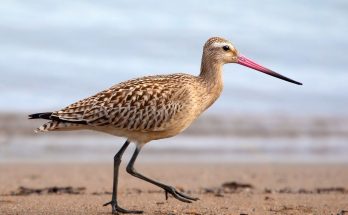 A nagy goda (Limosa limosa) megjelenése, életmódja, szaporodása